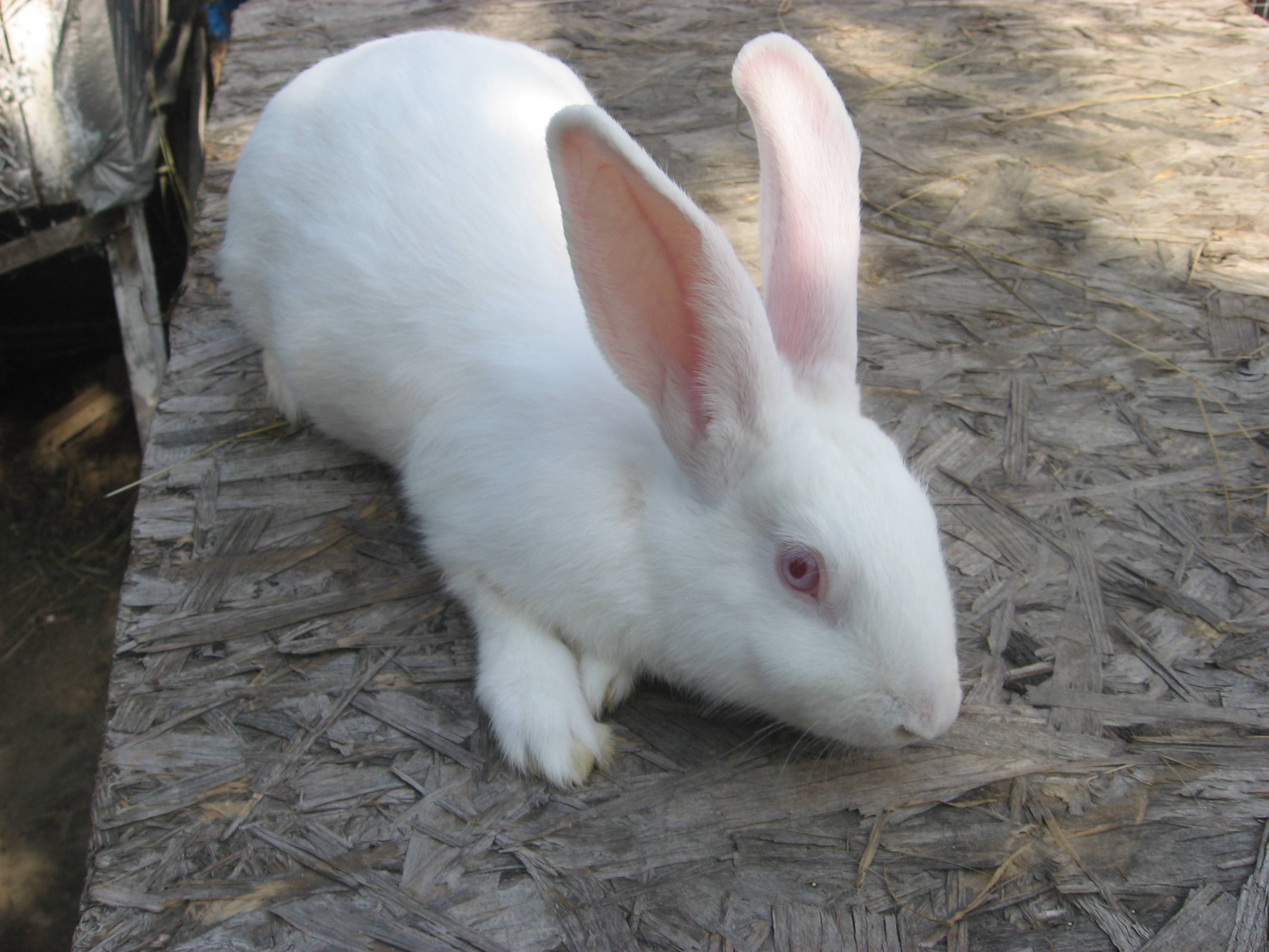 Кролик белый паннон: характеристика и описание породы, фото, особенности содержания