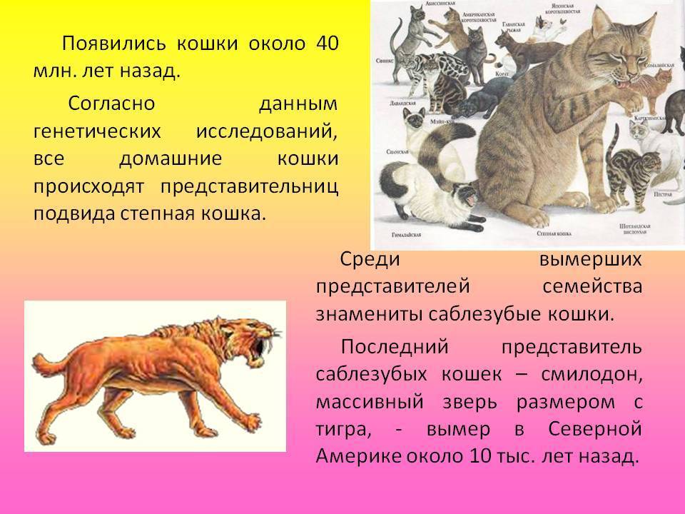 История происхождения кошки
