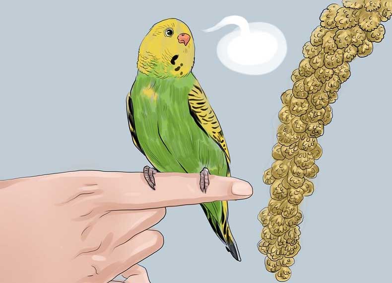Как научить волнистого попугая говорить в домашних условиях, умеют ли разговаривать самки