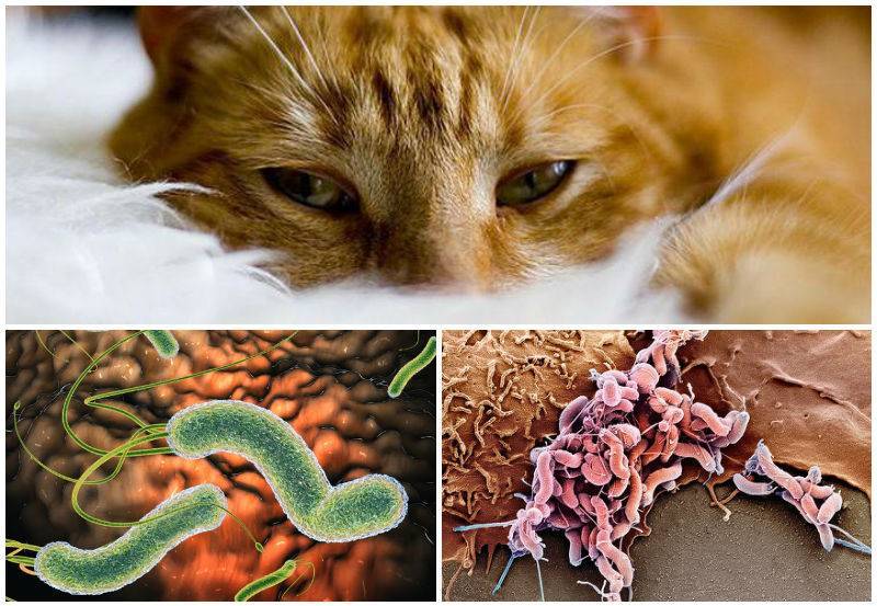 Вирусные респираторные заболевания кошек (часть 1)