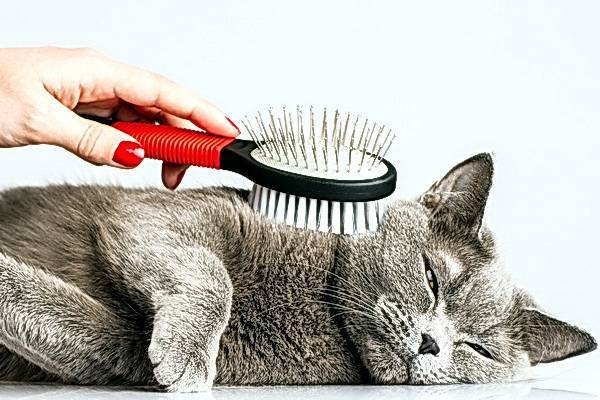 Расчёски для кошек для вычёсывания