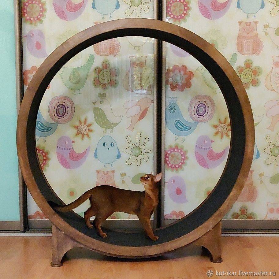 Беговое колесо для кошек и котов: изготовление своими руками поэтапно