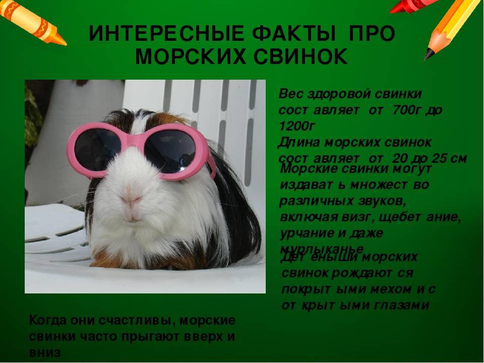 Интересные факты о морских свинках - люблю хомяков