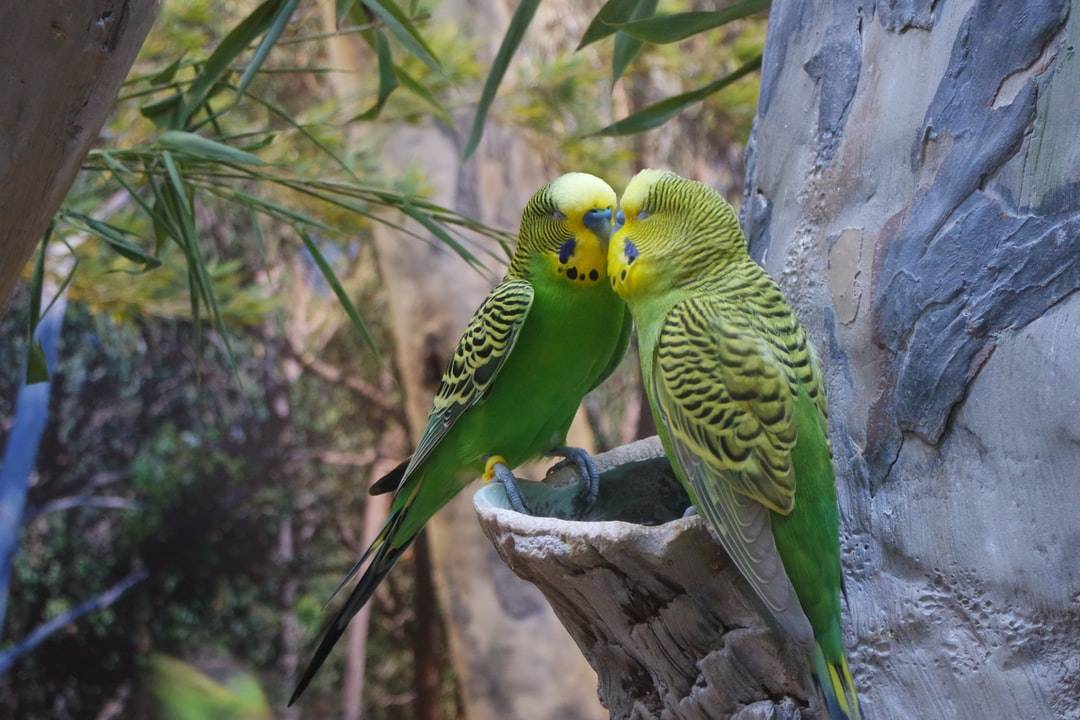 Родина волнистых попугаев: откуда родом и где живут в природе
