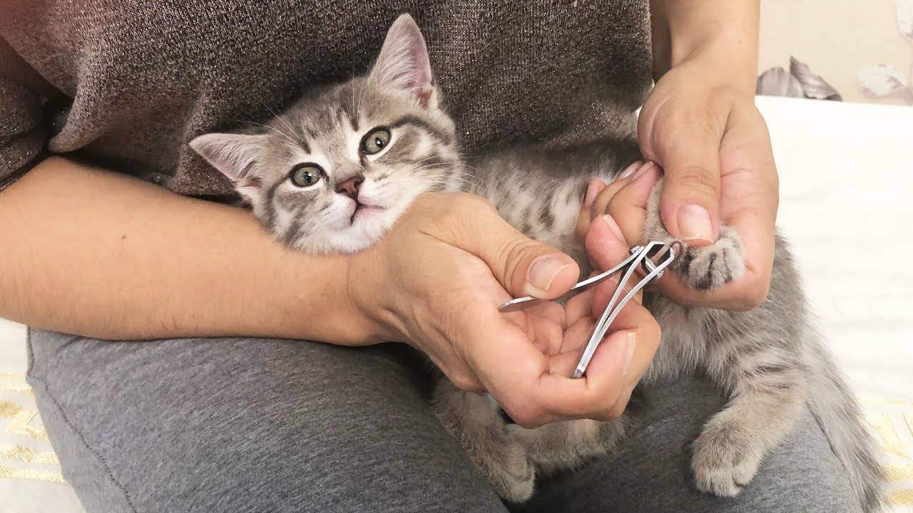 Как подстричь когти кошке в домашних условиях? | hill's pet