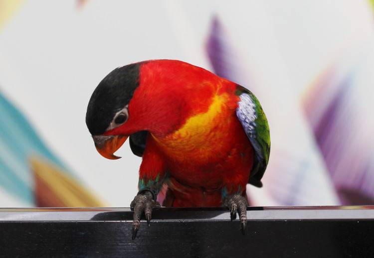 Попугаи лори: австралийская птица с кисточкой на языке