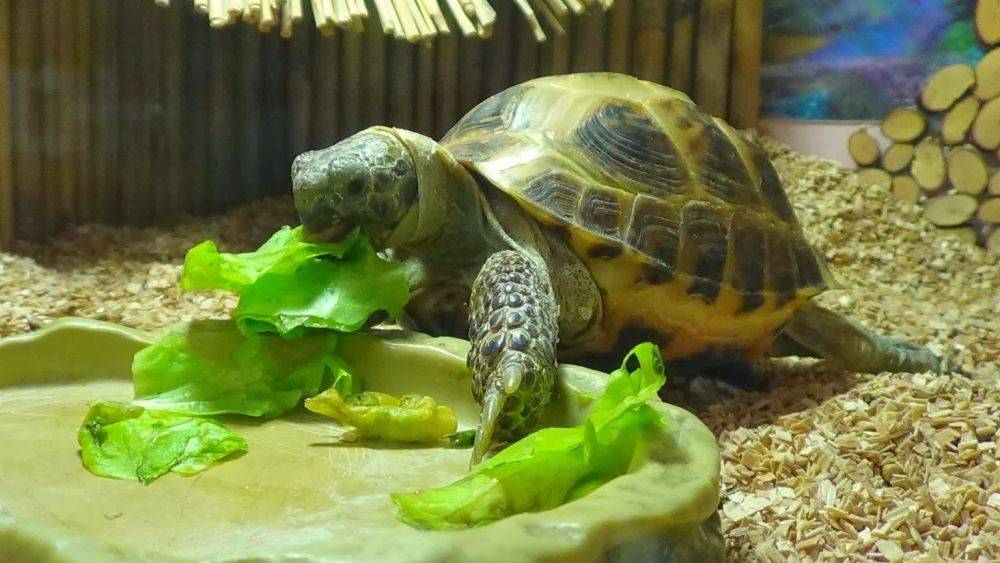Сколько стоит живая черепаха, цена в зоомагазине или по объявлению