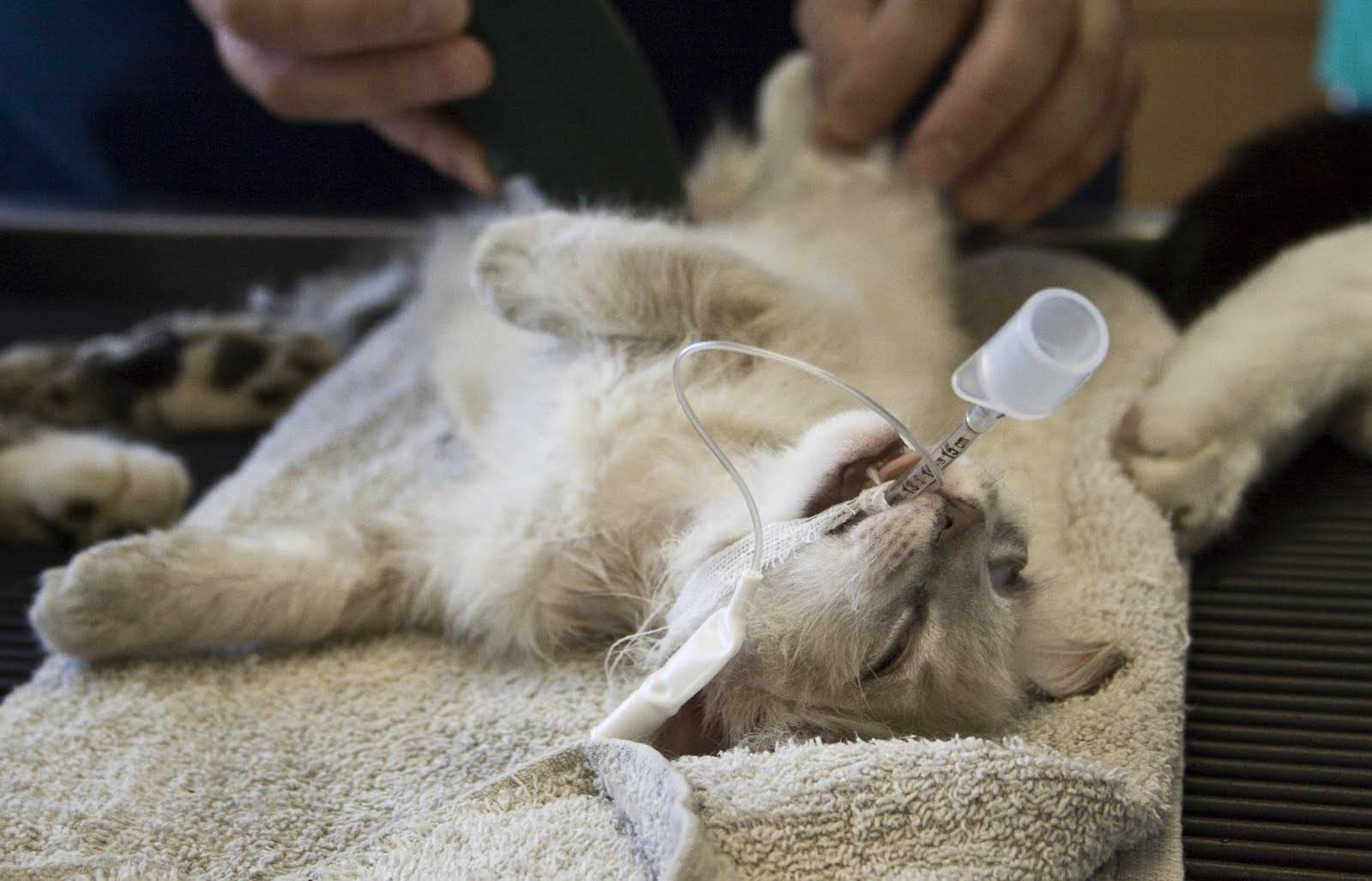 Мастит у кошек: симптомы, причины, лечение у кормящей или стерилизованной кошки