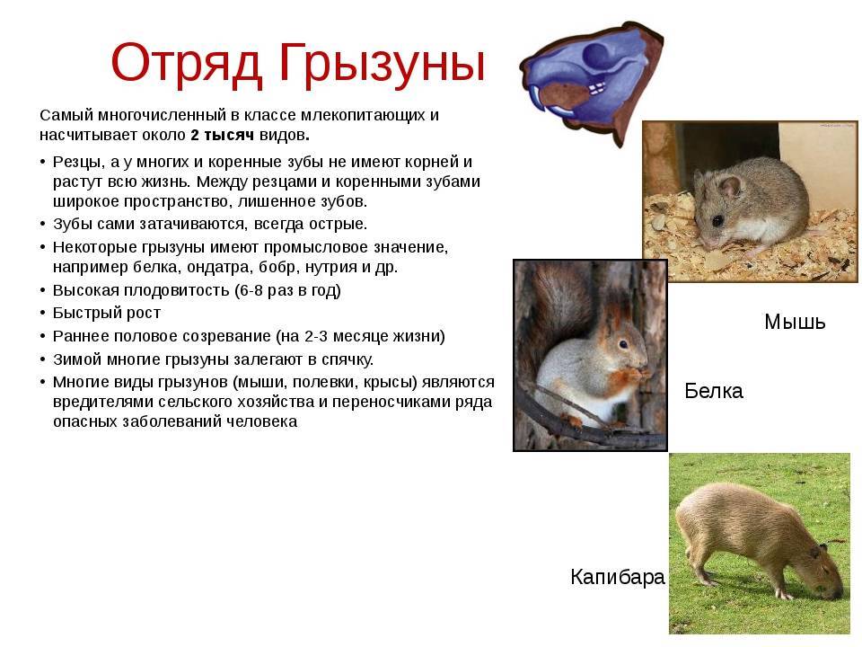 Являются ли кролики грызунами? — сходства и различия — сайт эксперта по животным — howmeow