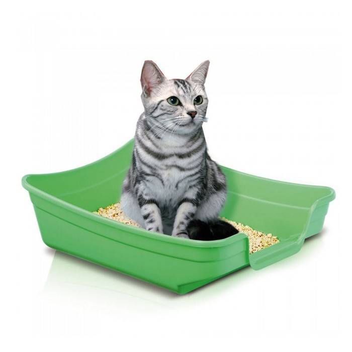 Лотки для котенка и кошки: перечень моделей с подробным описанием, как выбрать из всего многообразия