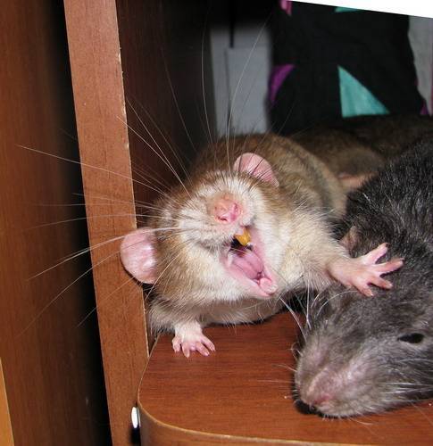 Смех пробуждает аппетит, а крысы могут смеяться: 10 захватывающих научных открытий о смехе