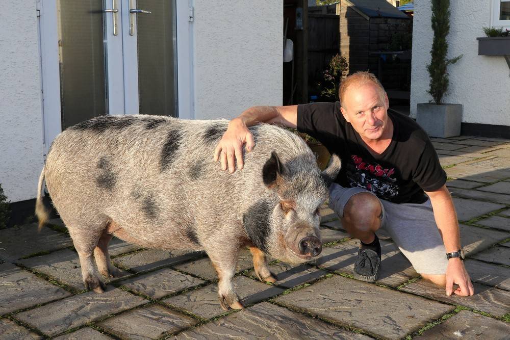 Мини-пиг: фото карликовой домашней свиньи