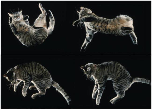 Почему кошки приземляются на 4 лапы: научное объяснение, другие удивительные способности