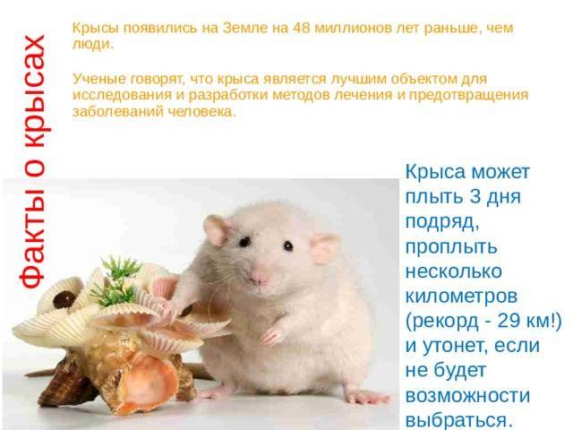 Как выбрать корм для декоративных крыс?