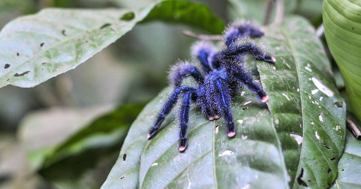 Какого ухода требует паук-птицеед acanthoscurria geniculata?