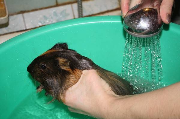 Можно ли купать морских свинок: как часто, чем и как правильно мыть свинку в домашних условиях