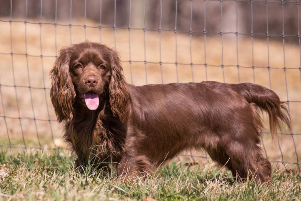 Суссекс-спаниель spaniel, sussex. стандарт породы. содержание, кормление, уход за шестью, зубами, когтями, подготовка к выставке, вязка. фото.