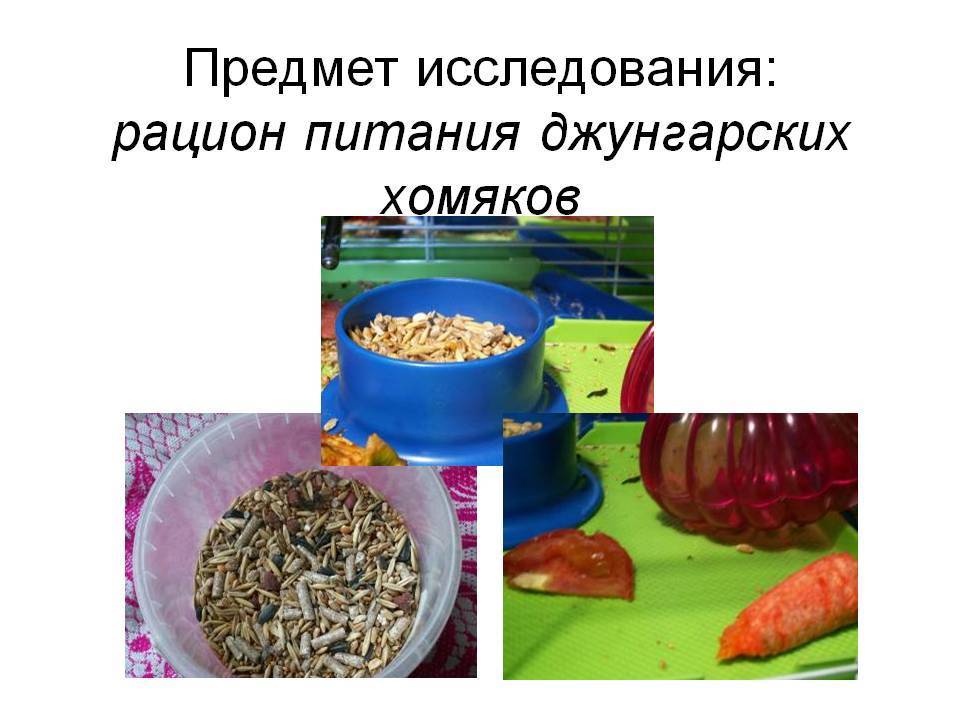 Что ест хомяк в домашних условиях? что можно есть хомякам? что нельзя есть хомякам? :: syl.ru