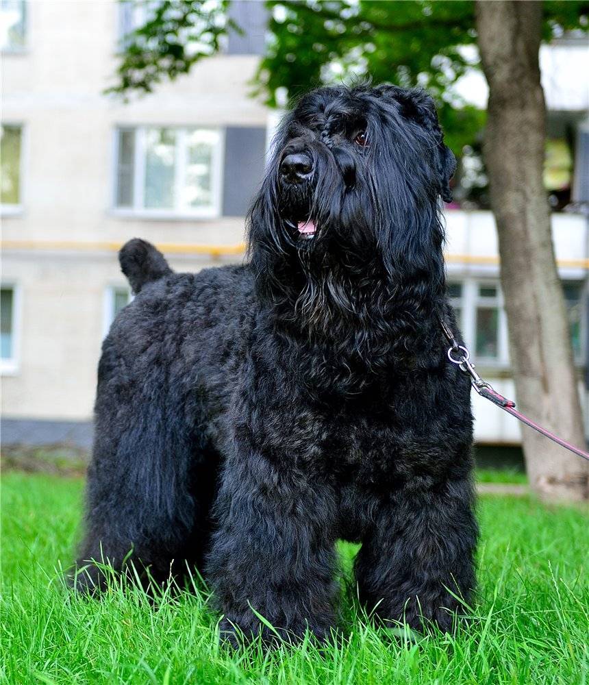 Собака сталина — порода черный терьер: характеристика и стандарт, характер и особенности рчт, отзывы
