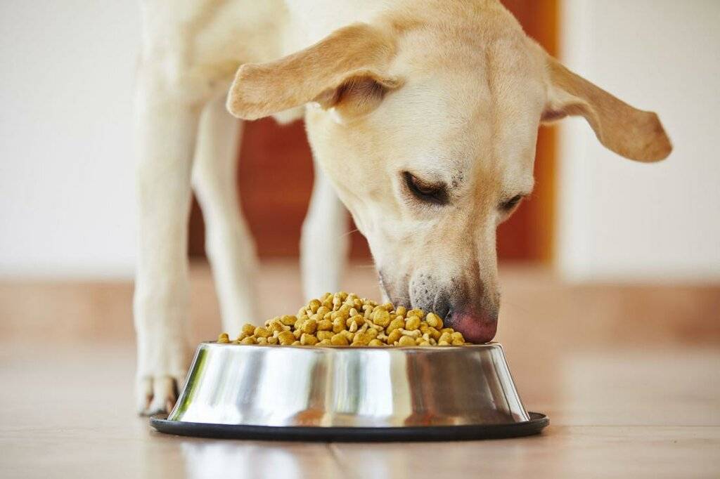 Собака отказывается от сухого корма: список причин и методы решения | ваши питомцы