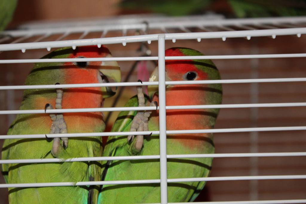 Удивительные факты о попугаях с романтичным названием неразлучники