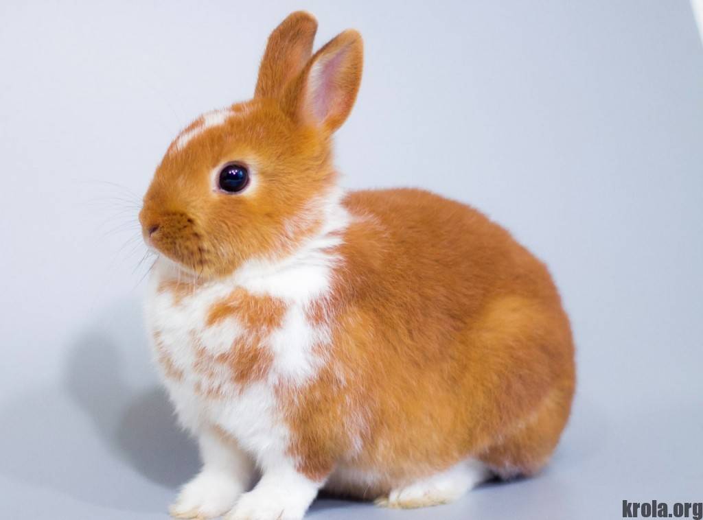 Кролики породы цветной карлик - описание и характеристика