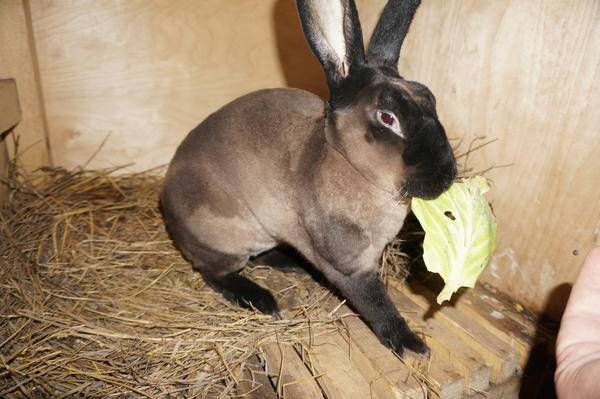 Кролики мясных пород: описание, фото, уход и разведение