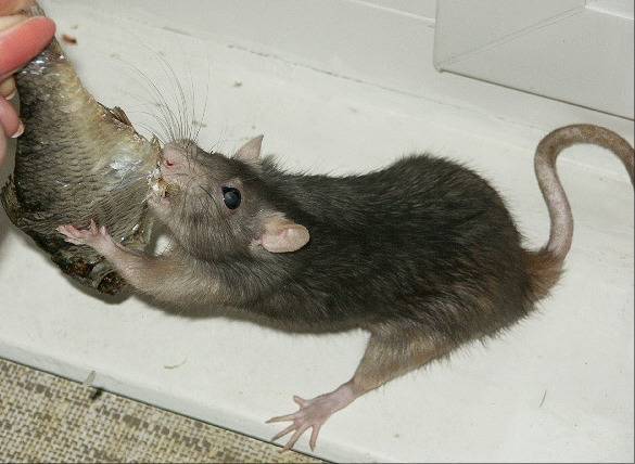 Повадки и характер домашних крыс