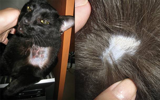 Лишай у кошек | симптомы, разновидности, лечение, фото (вуда)