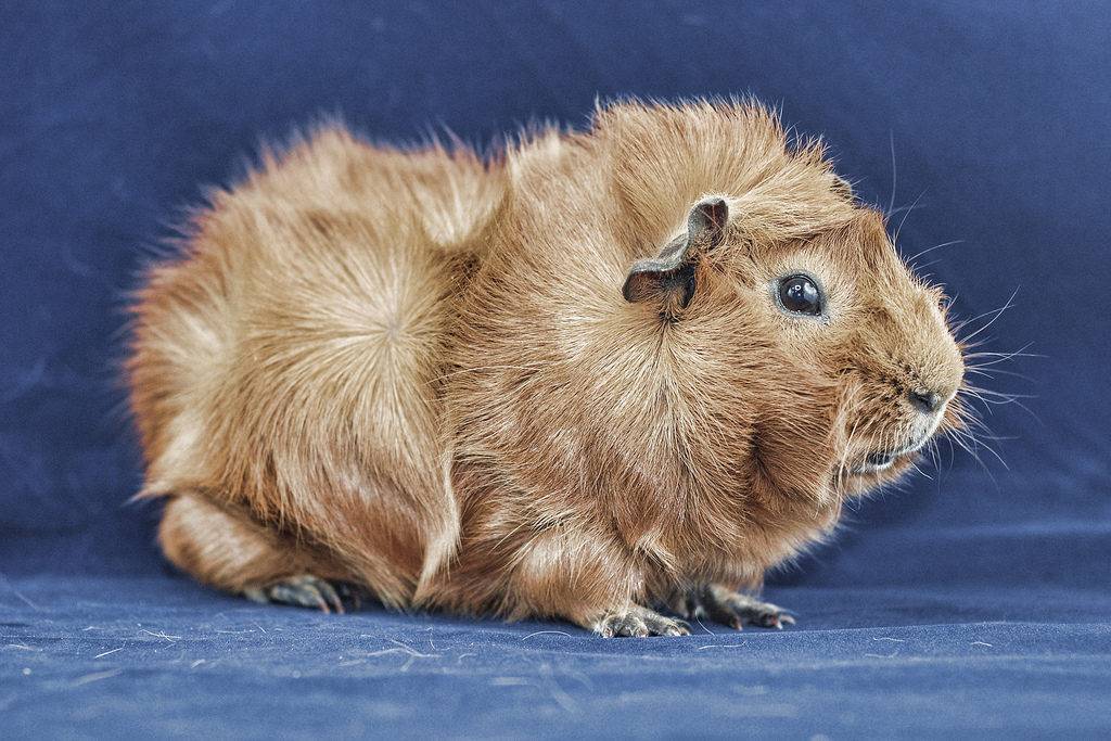 Розеточная морская свинка: уход за породой, фото, цены, видео, отзывы владельцев | сайт о домашних животных