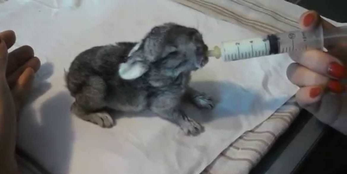 Как выкармливать новорожденных крольчат