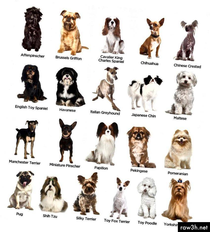 Как отличить породу. Популярные породы собак. Определить породу собаки. Собаки по породам. Виды пород собак.