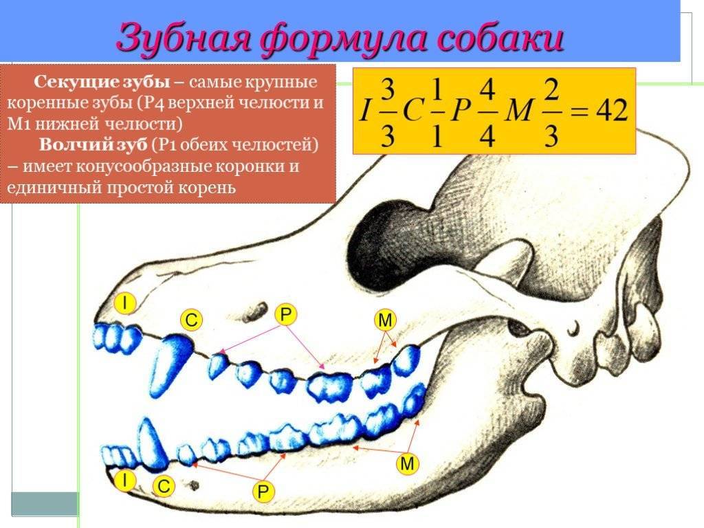 На рисунке изображена зубная система животного