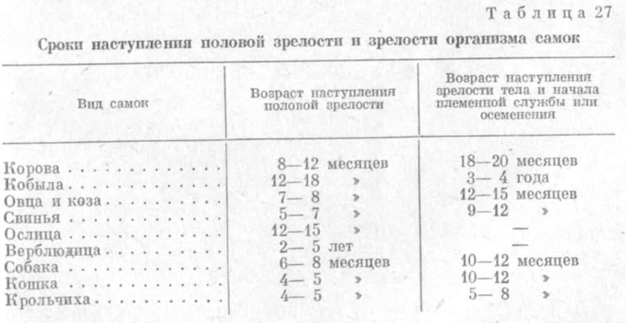 Кошка хочет кота. всё, что нужно знать об этом • слуцк • газета «інфа-кур’ер»