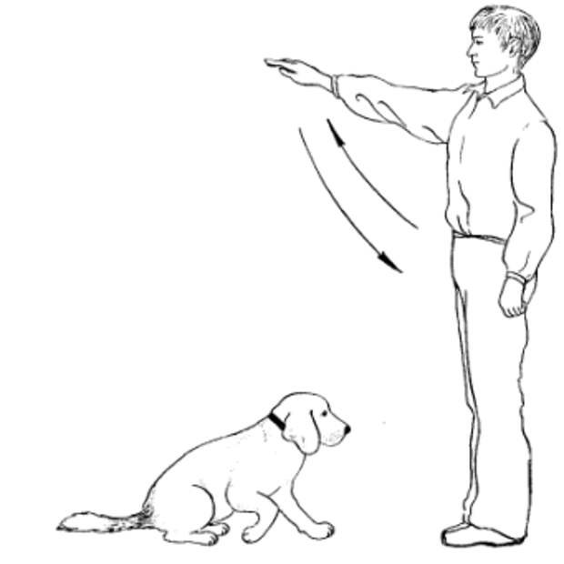 Как научить собаку команде «лежать!» в домашних условиях. техника дрессировки щенка: как приучить и обучить питомца выполнять указания