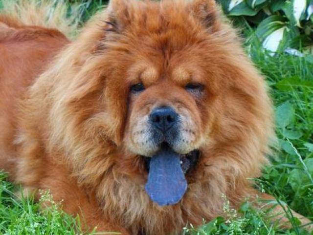 Собаки с фиолетовым языком. чау-чау: описание породы, характер, отзывы