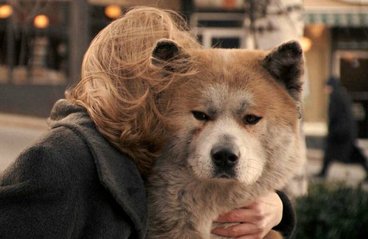 Акита — порода собаки из фильма хатико