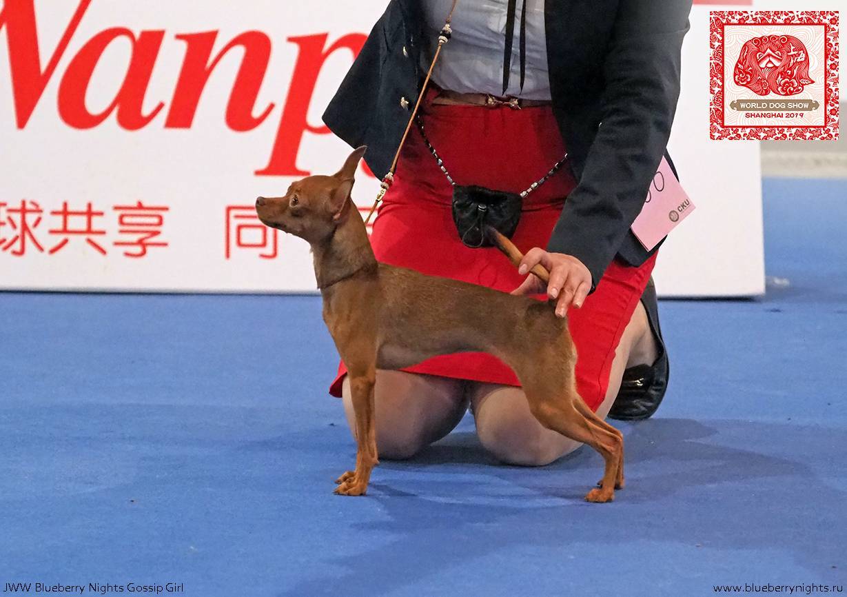Мадрид (испания) | 16-20 декабря 2020 | world dog show — shaya dog tours