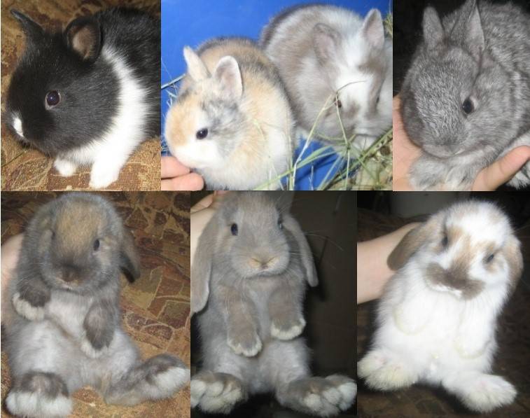 Как определить породу декоративного кролика по внешнему виду. породы декоративных кроликов – фото и названия | дачная жизнь
