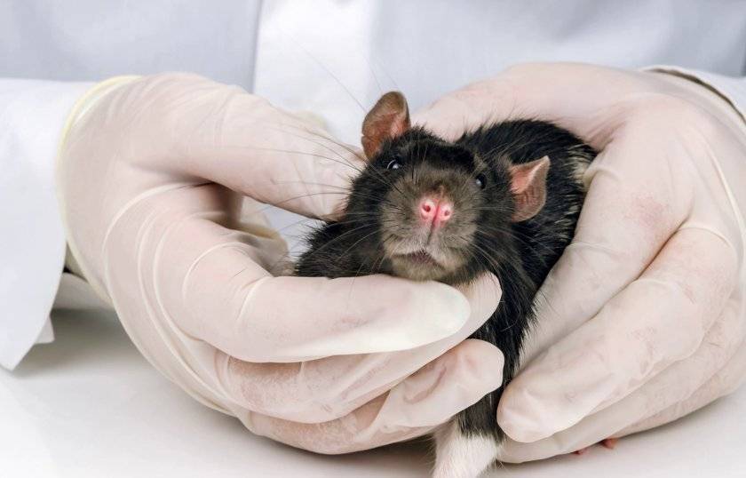 Респираторный микоплазмоз крыс и мышей - ветеринарные клиники ситивет