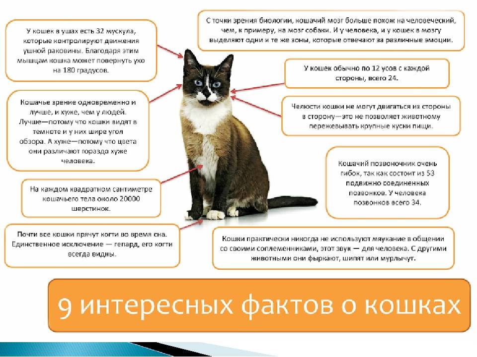 9 признаков того, что ваша кошка вас обожает :: инфониак