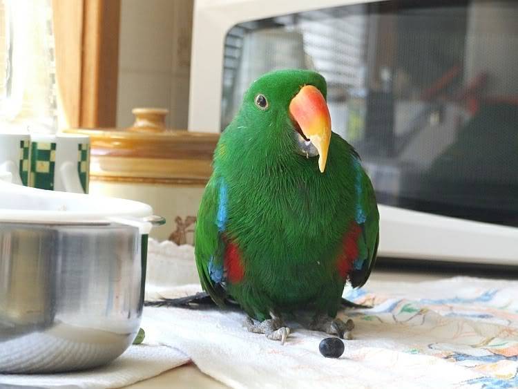 Все самое важное о содержании благородных попугаев в домашних условиях