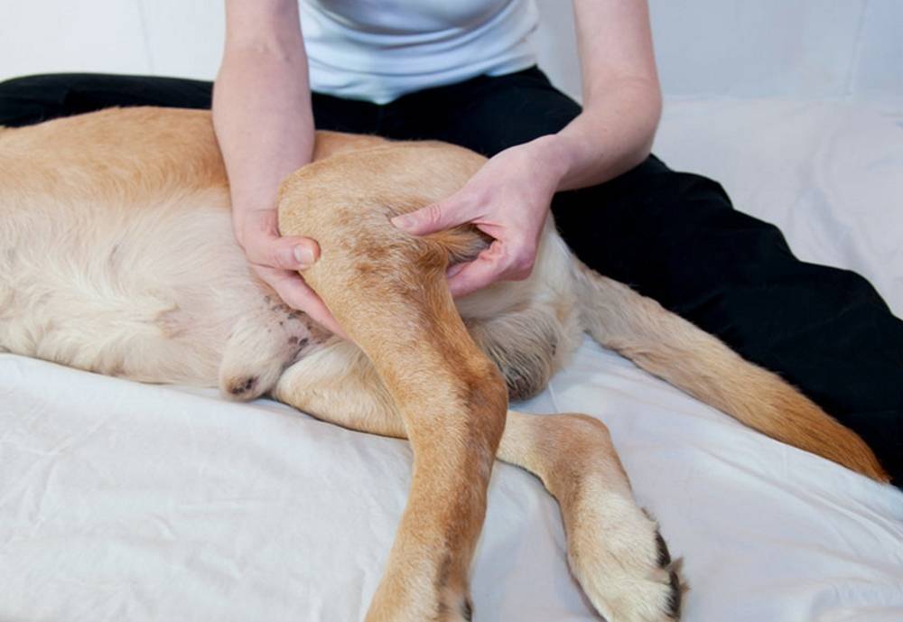 У собаки отказали задние лапы: что делать, чем помочь, способы лечения