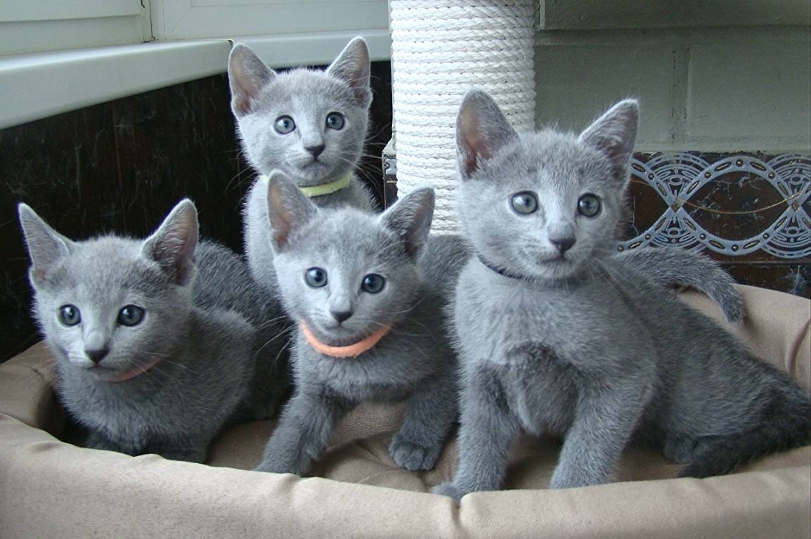 Питомники русских голубых кошек
