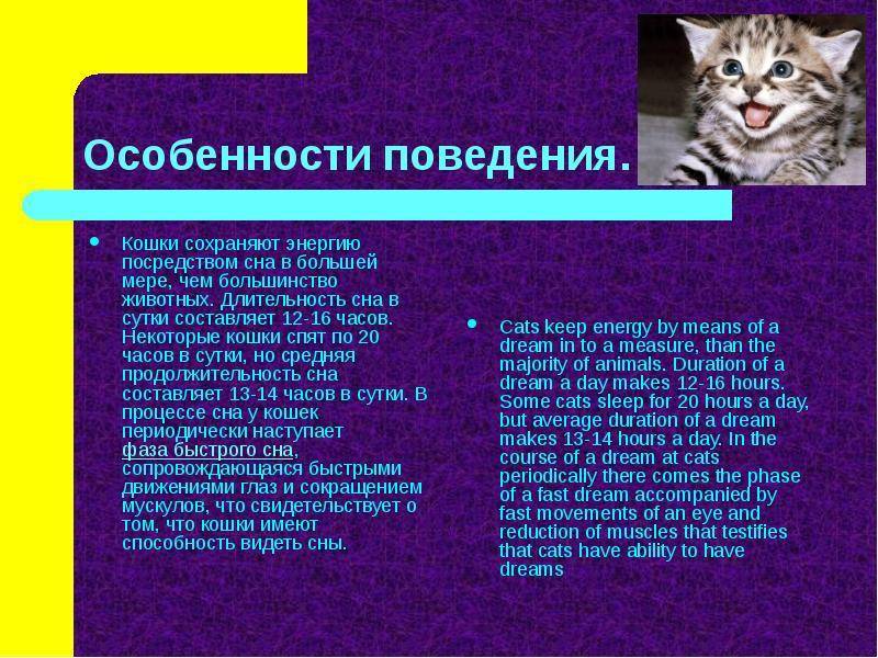 Психология кошек и котов: особенности поведения