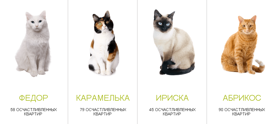 Кот или кошка: кого выбрать в квартиру и для ребенка