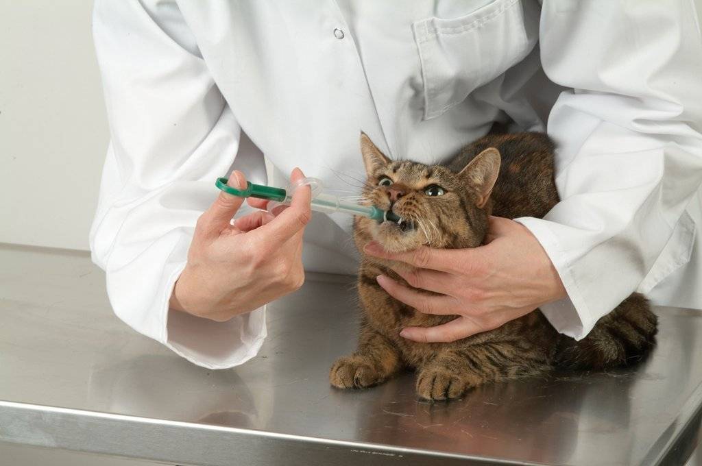 Как давать кошкам жидкие лекарства: 11 шагов