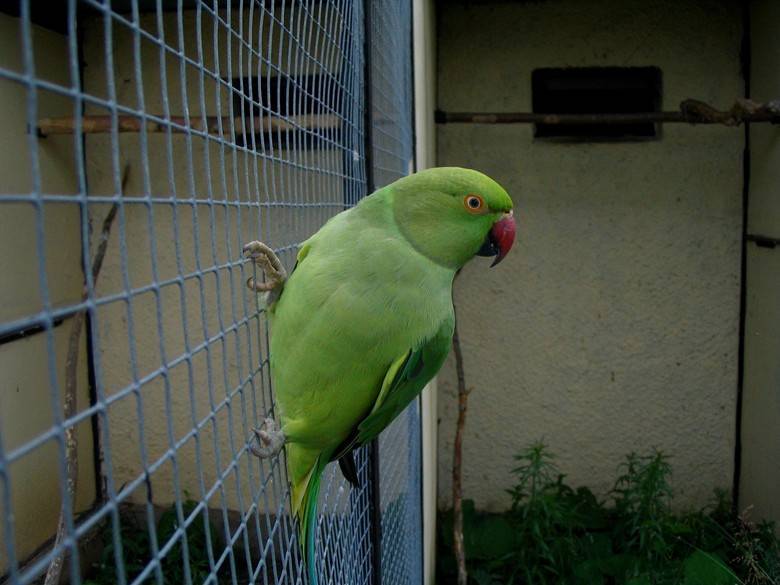 Сколько стоит попугай неразлучник, цена и условия содержания