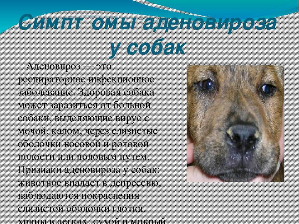 Кашель у собак: что делать, как лечить, причины, что можно дать - kotiko.ru