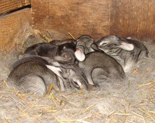 Случка и спаривание кроликов в зимний и летний период